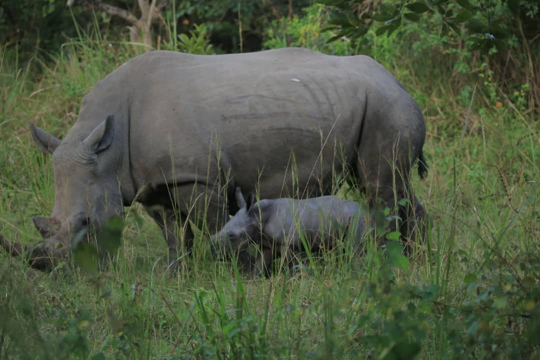 Today Morning Rhino Fund Uganda received a new born calf